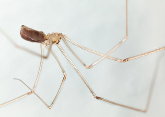 Long legs spider