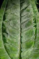 Close-up of exotic velvet green leaf