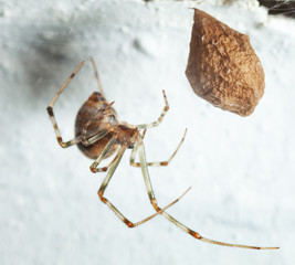 Spider and cocoon