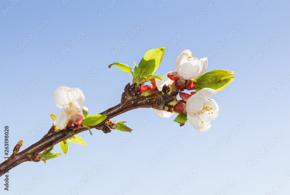 Canvas Prints Spring cherry blooming