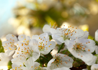Macro of white cherry blooming