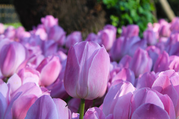 Obraz premium Fresh spring tulips
