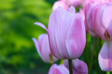 Fresh spring tulips