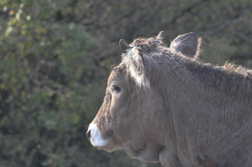 Featured cow in national park
