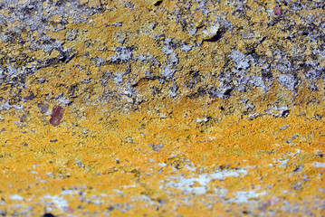 Old gray rough texture concrete wall with yellow moss, grunge horizontal texture background