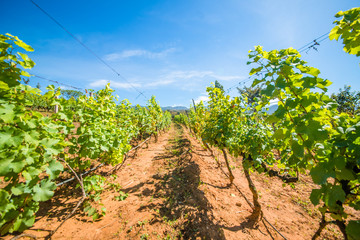 Fototapeta na wymiar Red Mountain Winery in Inle Lake, Myanmar.