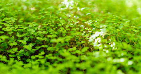Obraz premium Green leaves texture. Fresh spring tropical leaves background