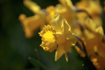 Yellow daffodils close-up in contrasting light in the sun
