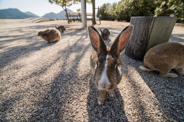 cute wild bunny rabbits in japan's rabbit island, okunoshima