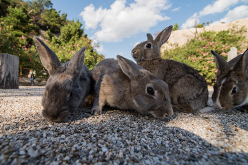 cute wild bunny rabbits in japan's rabbit island, okunoshima