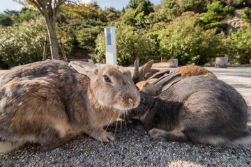 cute wild bunny rabbits in japan's rabbit island, okunoshima