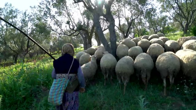 shepard woman is walking with lambs, su02
