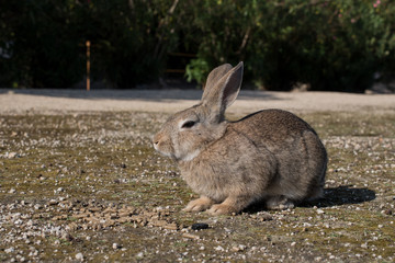 cute wild bunny rabbits in japan's rabbit island, okunoshima