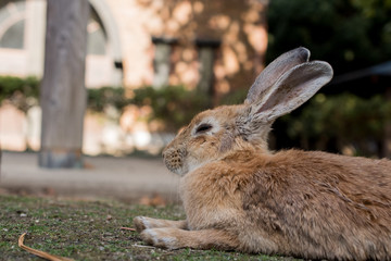 cute wild bunny rabbits in japan's rabbit island, okunoshima
