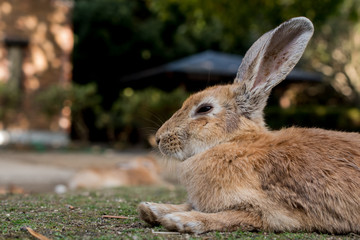 cute wild bunny rabbits in japan's rabbit island, okunoshima
