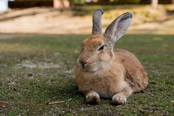 cute wild bunny rabbits in japan's rabbit island, okunoshima