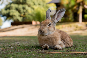 cute wild bunny rabbits in japan's rabbit island, okunoshima