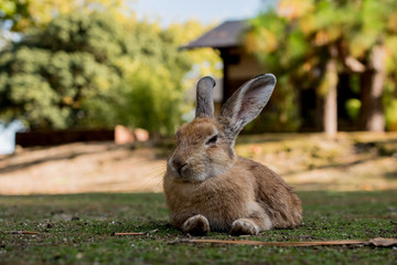 cute wild bunny rabbits in japan's rabbit island, okunoshima