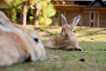 cute wild bunny rabbits in japan's rabbit island, okunoshima