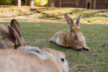 cute wild bunny rabbits in japan's rabbit island, okunoshima