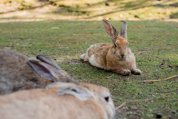 cute wild bunny rabbits in japan's rabbit island, okunoshima