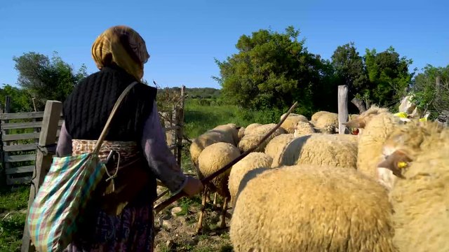 shepard woman is walking with lambs, su02