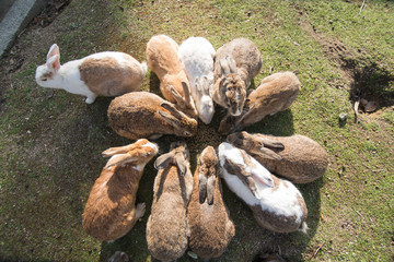 cute wild bunny rabbits in japan's rabbit island, okunoshima