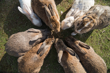 cute wild bunny rabbits in japan's rabbit island, okunoshima