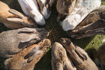 cute wild bunny rabbits in japan's rabbit island, okunoshima
