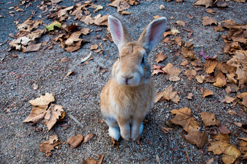 cute wild bunny rabbits in japan's rabbit island, okunoshima