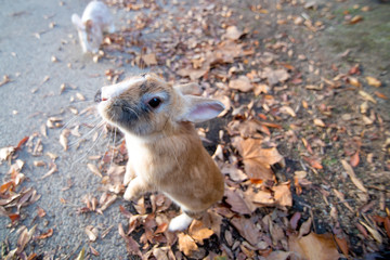 cute wild bunny rabbits in japan's rabbit island, okunoshima