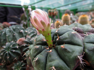 Fototapeta premium flower of a cactus
