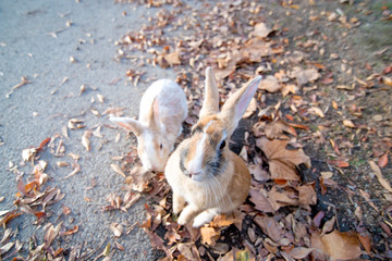 cute wild bunny rabbits in japan's rabbit island, okunoshima