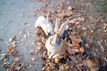 cute wild bunny rabbits in japan's rabbit island, okunoshima