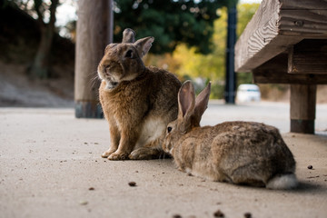 cute wild bunny rabbits in japan's rabbit island, okunoshima