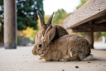 cute wild bunny rabbits in japan's rabbit island, okunoshima