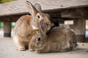 cute wild bunny rabbits in japan's rabbit island, okunoshima