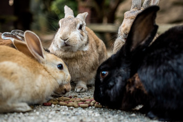cute wild bunny rabbits in japan's rabbit island, okunoshima