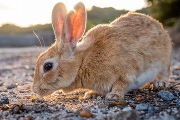 cute wild bunny rabbits in japan's rabbit island, okunoshima