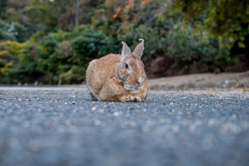 cute wild bunny rabbits in japan's rabbit island, okunoshima