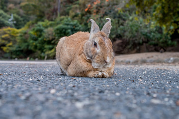 cute wild bunny rabbits in japan's rabbit island, okunoshima
