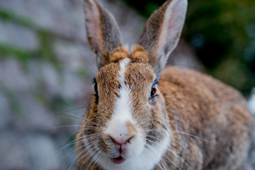 cute wild bunny rabbits in japan's rabbit island, okunoshima
