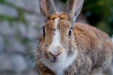cute wild bunny rabbits in japan's rabbit island, okunoshima