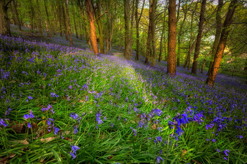 British Bluebells in Ten Acre Wood near Margam County Park, in Port Talbot, South Wales, UK