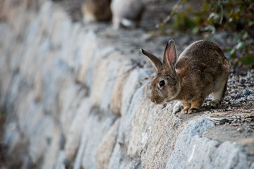 cute wild bunny rabbits in japan's rabbit island, okunoshima