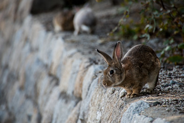 cute wild bunny rabbits in japan's rabbit island, okunoshima