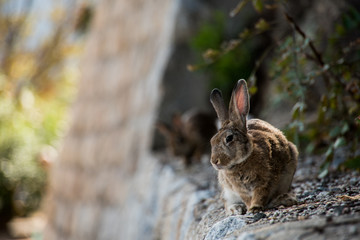 cute wild bunny rabbits in japan's rabbit island, okunoshima