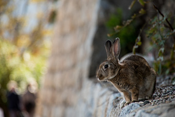 cute wild bunny rabbits in japan's rabbit island, okunoshima