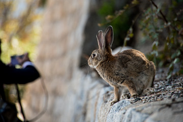 cute wild bunny rabbits in japan's rabbit island, okunoshima