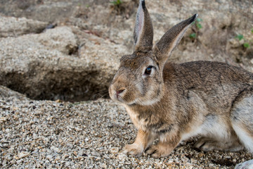 Naklejka na ściany i meble cute wild bunny rabbits in japan's rabbit island, okunoshima